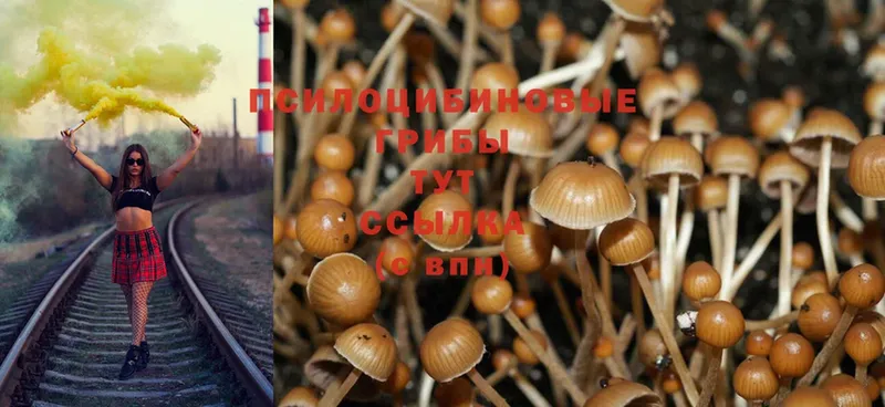 Галлюциногенные грибы Psilocybine cubensis  Ветлуга 